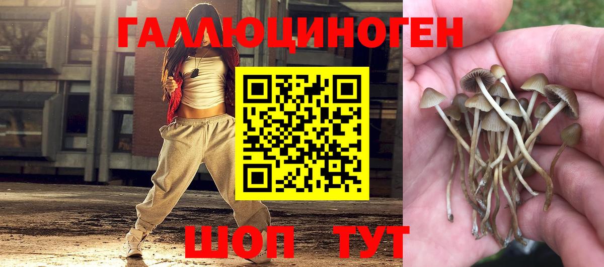 Псилоцибиновые грибы Psilocybe Майский